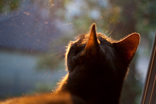 “南非羚羊队的复兴之路：萨尔·巴赫的关键作用”